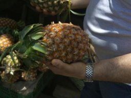 ANANAS