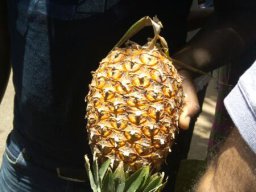 ANANAS